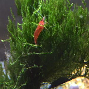 Neocaridina rot