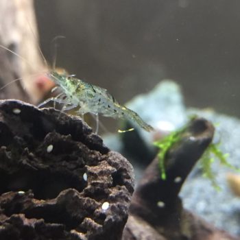 Neocaridina klar getigert