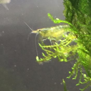 Neocaridina grün