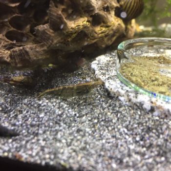 Neocaridina klar braun-getigert mit Rückenstreifen